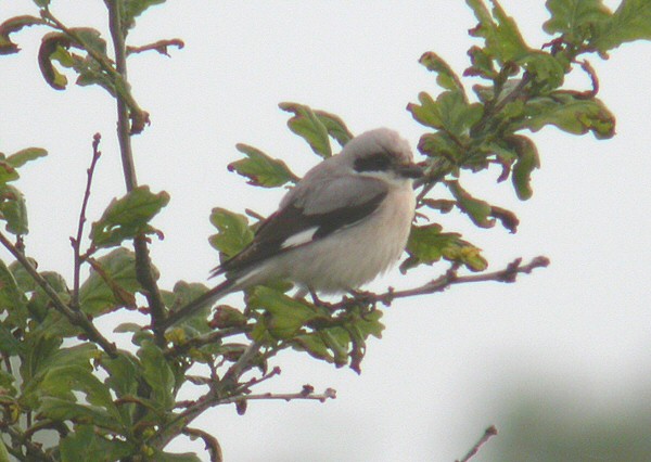 Lesser Grey Shrike
