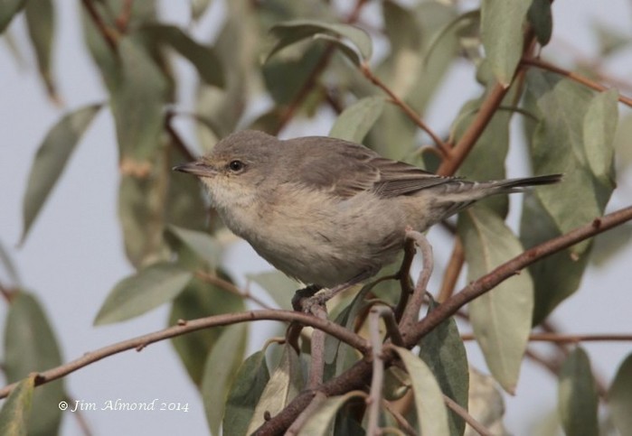 Barred Warbler