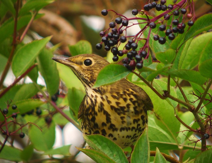 Song Thrush