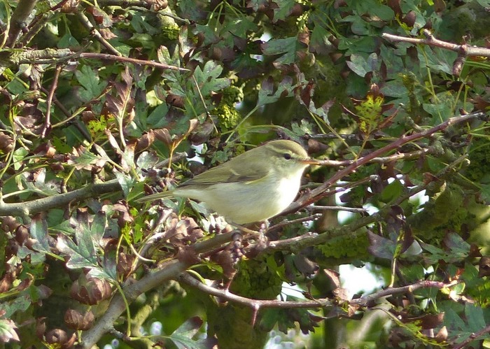 Greenish Warbler