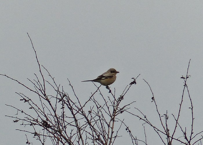 Steppe Grey Shrike