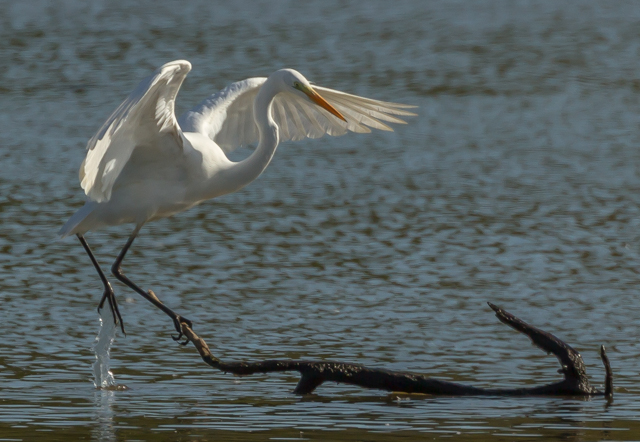Great White Egret