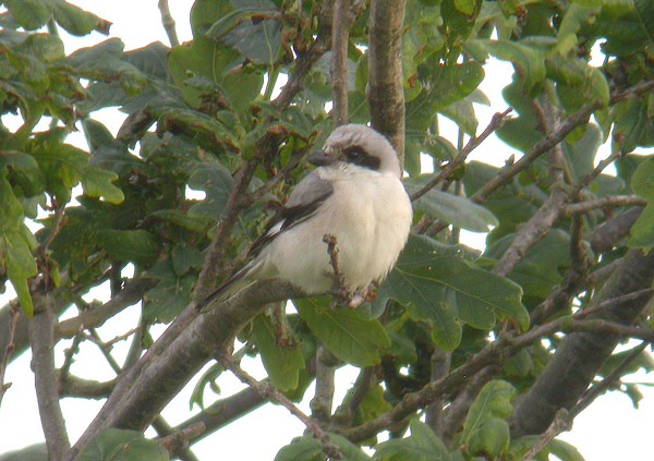 Lesser Grey Shrike