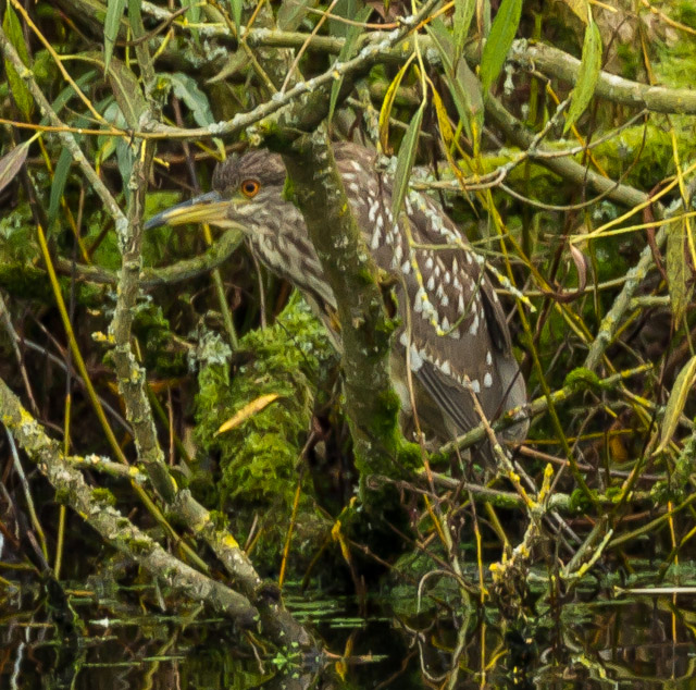 Night Heron