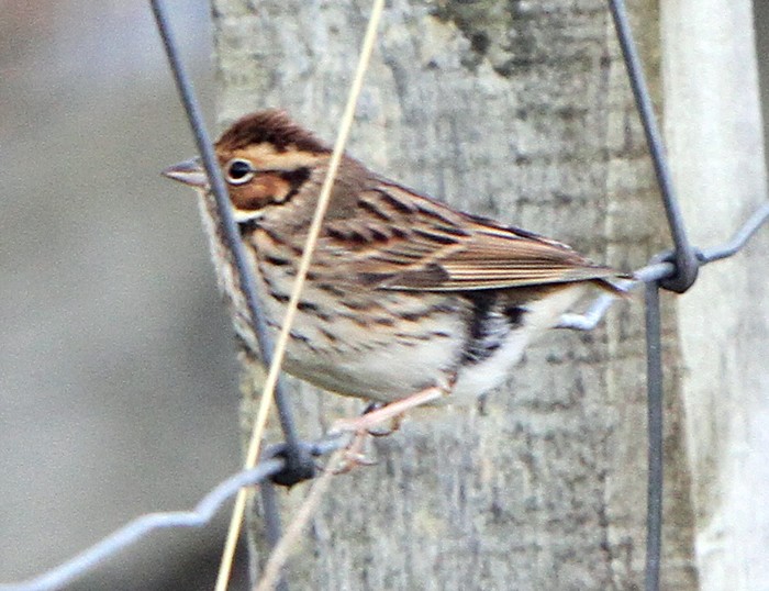 Little Bunting
