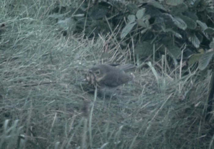 Swainson's Thrush