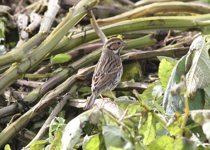 Little Bunting