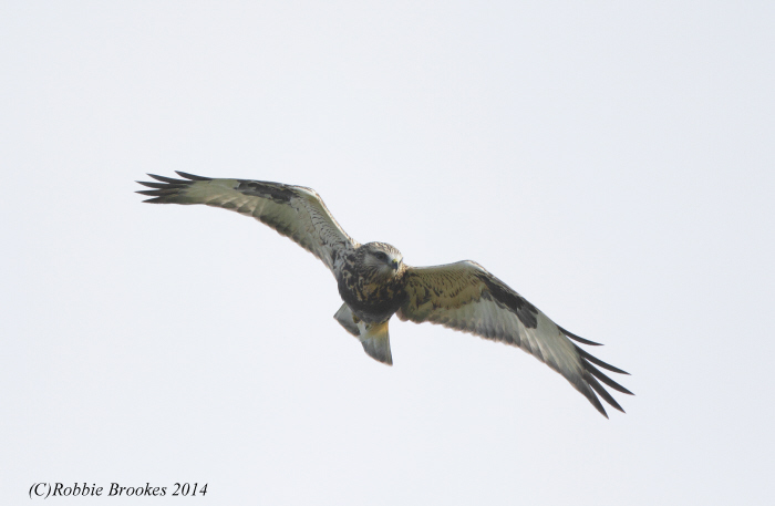 Rough-legged Buzzard