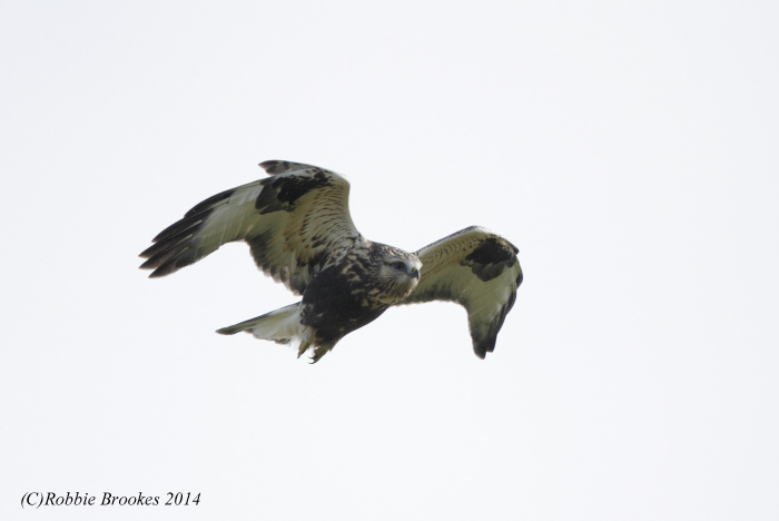 Rough-legged Buzzard
