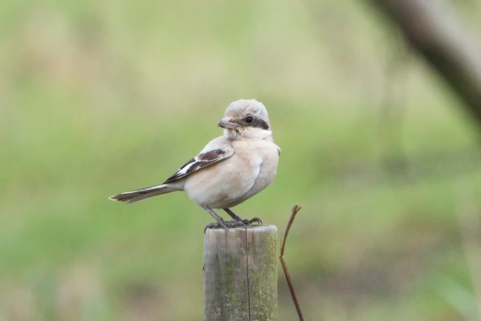 Steppe Grey Shrike