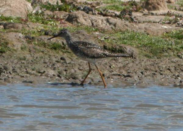 Lesser Yellowlegs