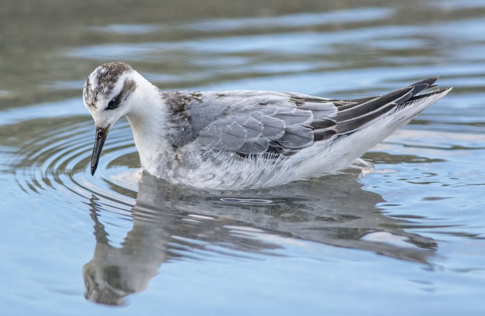 Grey Phalarope