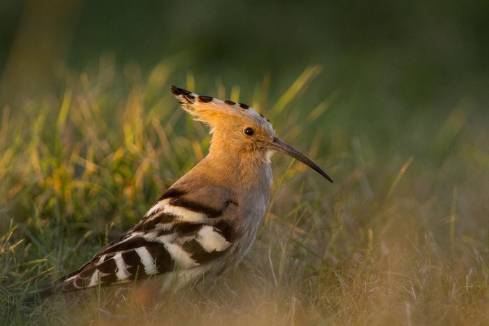 Hoopoe