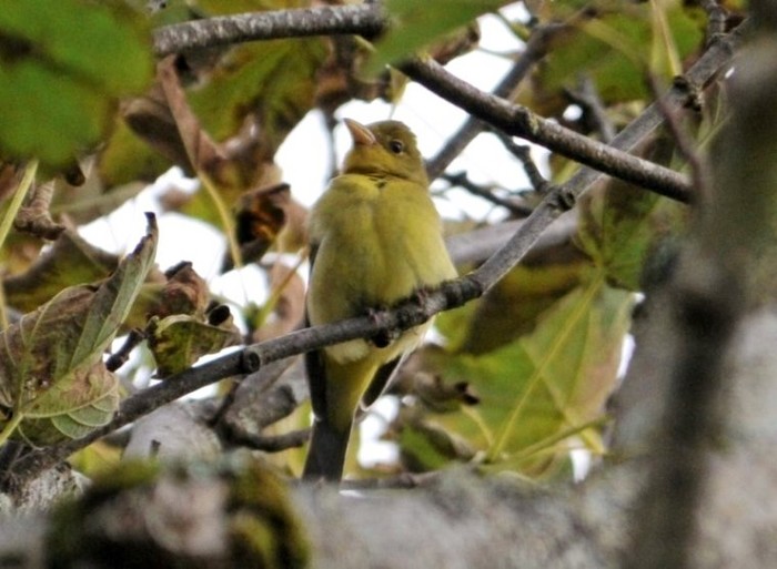 Scarlet Tanager