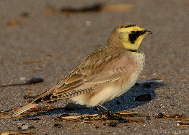 Shorelark