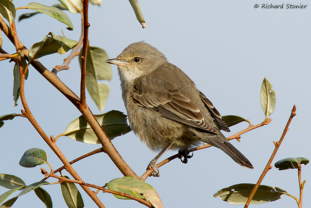 Barred Warbler