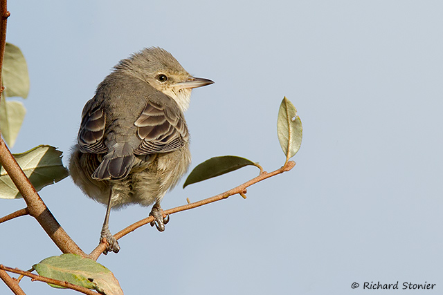 Barred Warbler