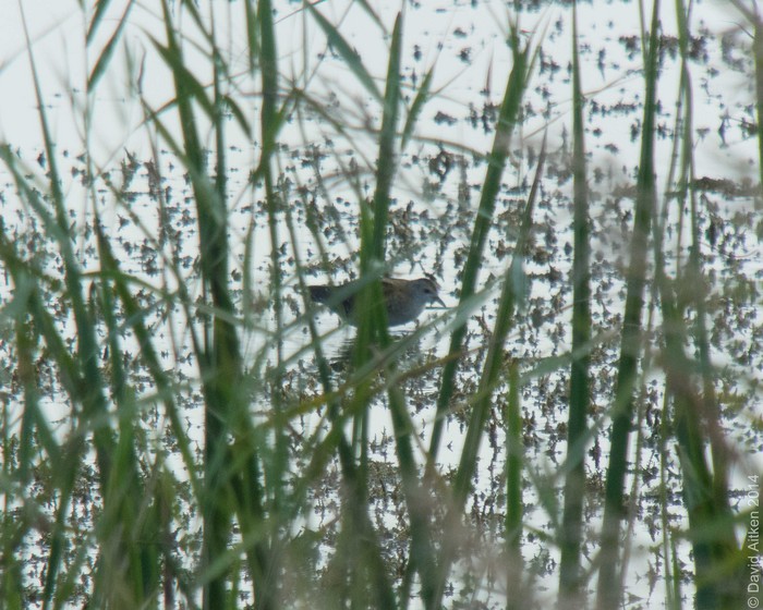 Little Crake