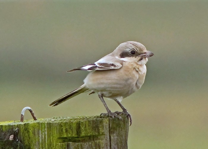 Steppe Grey Shrike