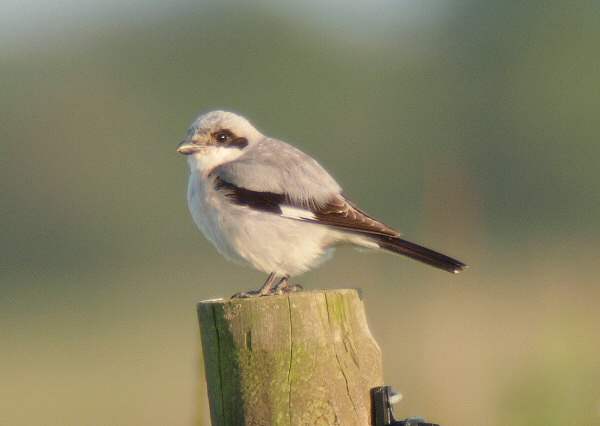 Lesser Grey Shrike