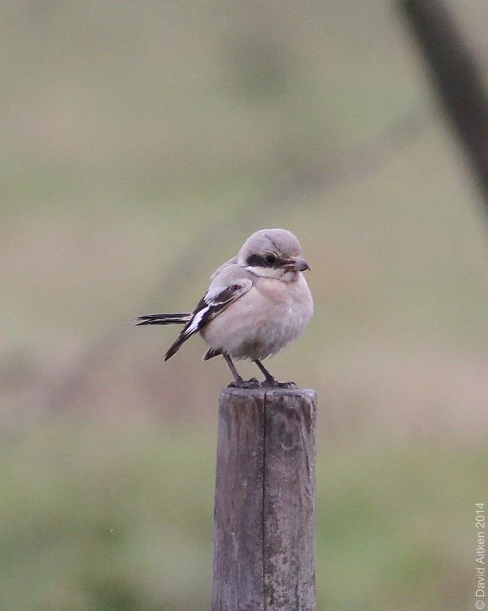 Steppe Grey Shrike