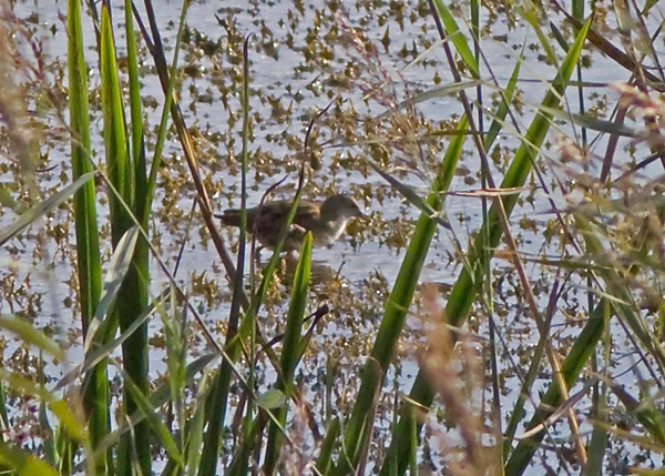 Little Crake