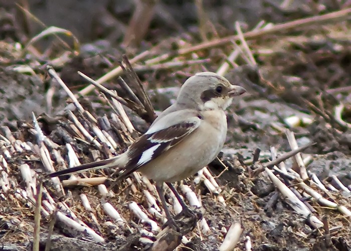 Steppe Grey Shrike