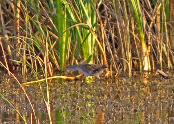 Little Crake