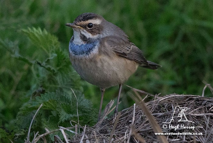 Bluethroat