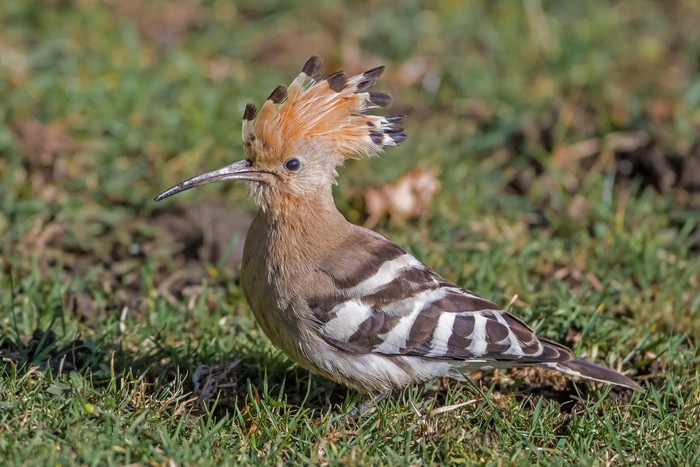 Hoopoe
