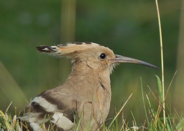 Hoopoe