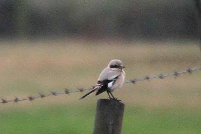 Steppe Grey Shrike