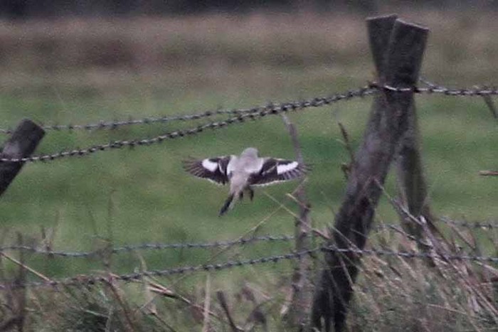 Steppe Grey Shrike