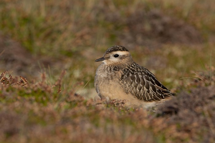Dotterel