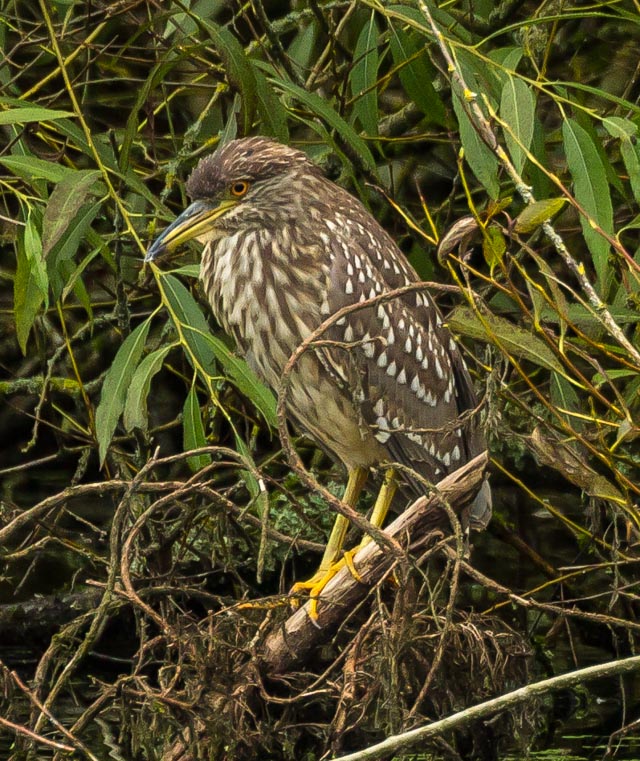 Night Heron