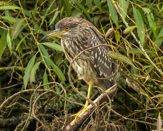 Night Heron