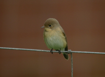 Red-breasted Flycatcher