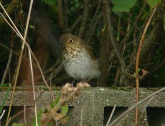Swainson's Thrush