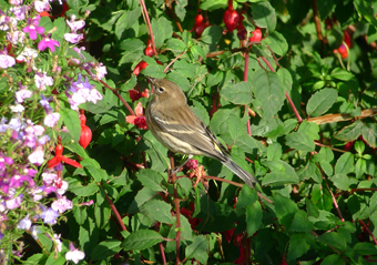 Myrtle Warbler