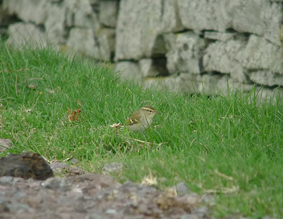 Yellow-browed Warbler