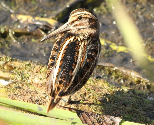 Jack Snipe