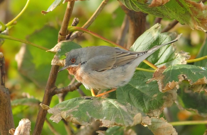 Eastern Subalpine Warbler