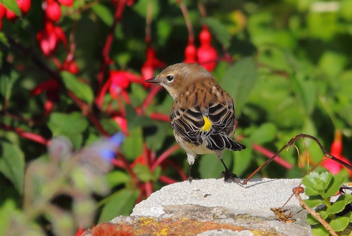 Myrtle Warbler
