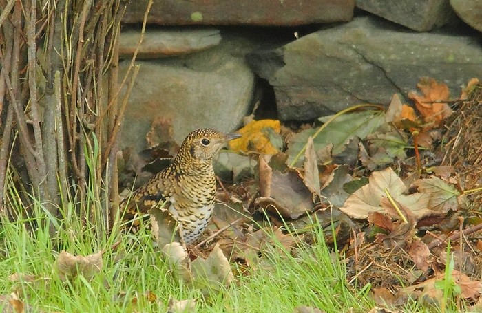 White's Thrush