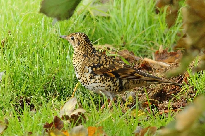 White's Thrush
