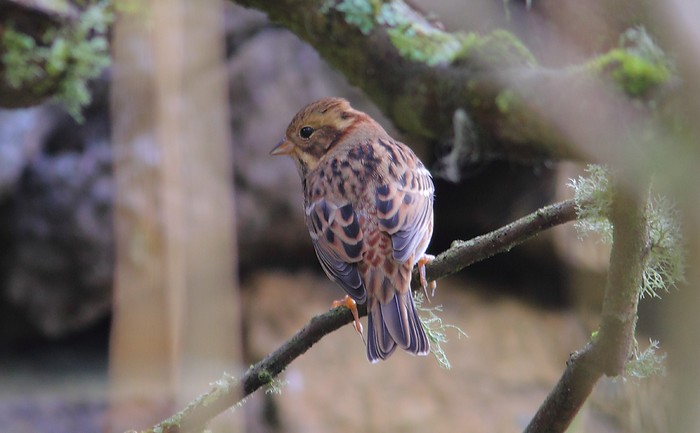 Rustic Bunting