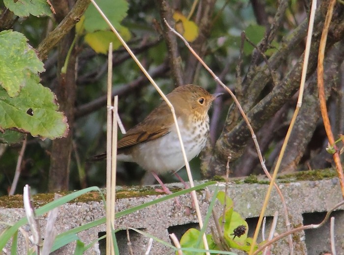 Swainson's Thrush