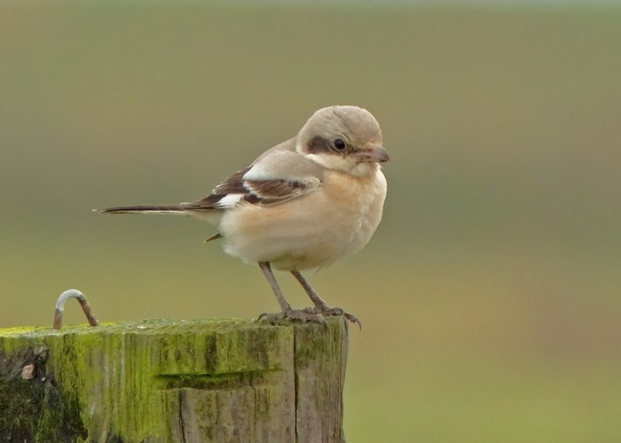 Steppe Grey Shrike
