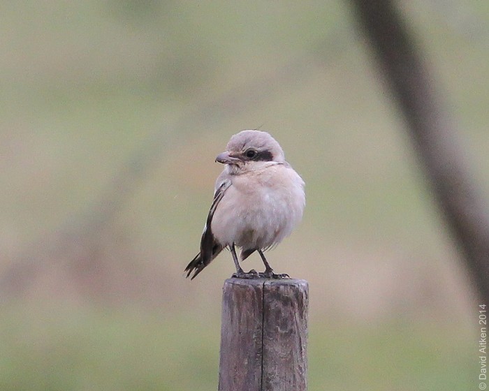 Steppe Grey Shrike