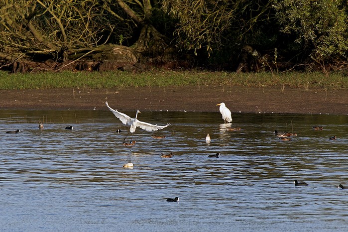 Great White Egret